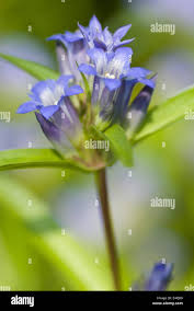 Attēlu rezultāti vaicājumam “Gentiana cruciata leaf”