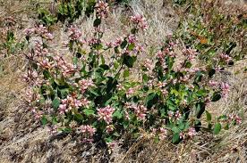 Attēlu rezultāti vaicājumam “Caprifoliaceae”