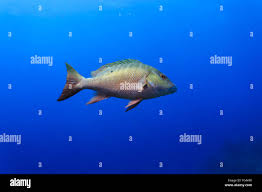 Image result for Lutjanus analis