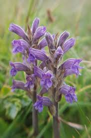 Attēlu rezultāti vaicājumam “Orobanche elatior flower”