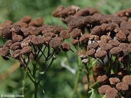 Image result for Tanacetum vulgare