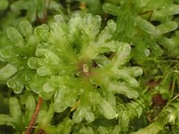 Attēlu rezultāti vaicājumam “Homalia trichomanoides sporophyte”