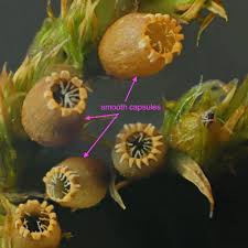 Attēlu rezultāti vaicājumam “Orthotrichum speciosum sporophyte”