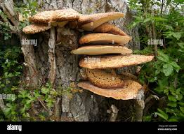 Attēlu rezultāti vaicājumam “Ganoderma applanatum”