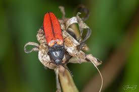 Attēlu rezultāti vaicājumam “Ampedus sp.”
