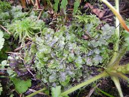 Attēlu rezultāti vaicājumam “Pellia neesiana”