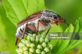 Attēlu rezultāti vaicājumam “Melolontha melolontha imago”