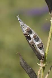 Attēlu rezultāti vaicājumam “Vicia lathyroides”