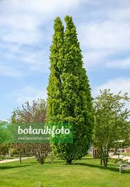 Attēlu rezultāti vaicājumam “Quercus robur Fastigiata”