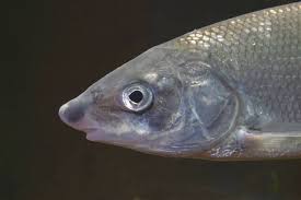 Image result for Coregonus oxyrinchus