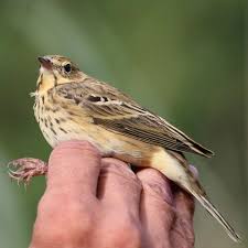 Attēlu rezultāti vaicājumam “Anthus trivialis adult”