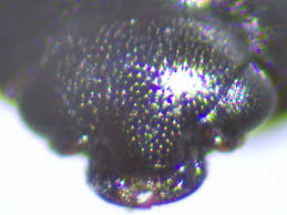 Attēlu rezultāti vaicājumam “Meligethes sp.”