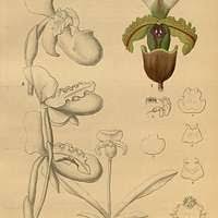 Attēlu rezultāti vaicājumam “Chaetophora pisiformis”