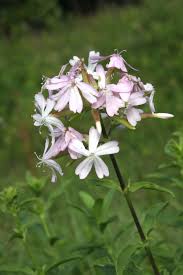 Attēlu rezultāti vaicājumam “Caryophyllaceae”