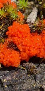 Attēlu rezultāti vaicājumam “Tubiferaceae”