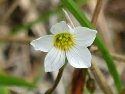 Attēlu rezultāti vaicājumam “Linum catharticum flower”