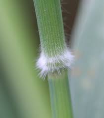 Attēlu rezultāti vaicājumam “Holcus mollis”