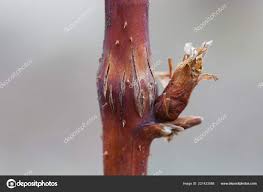 Attēlu rezultāti vaicājumam “Lasioptera rubi”