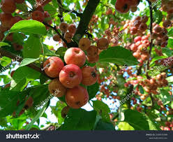 Attēlu rezultāti vaicājumam “Malus prunifolia fruit”