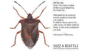 Attēlu rezultāti vaicājumam “Pentatoma rufipes”