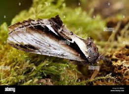 Attēlu rezultāti vaicājumam “Pheosia tremula”