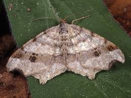 Attēlu rezultāti vaicājumam “Macaria alternata”