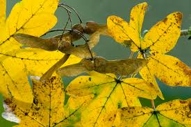 Attēlu rezultāti vaicājumam “Acer campestre leaf”