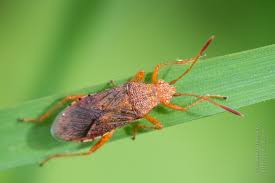Attēlu rezultāti vaicājumam “Rhopalus maculatus”