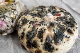 Attēlu rezultāti vaicājumam “Crepis paludosa fruit”