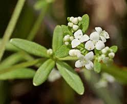 Attēlu rezultāti vaicājumam “Galium trifidum”