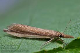 Attēlu rezultāti vaicājumam “Donacaula mucronella”