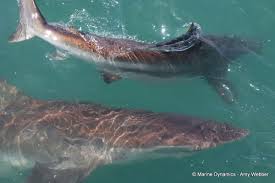 Image result for Carcharhinus brachyurus
