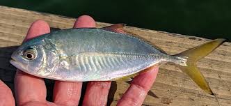 Image result for Caranx crysos