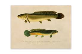 Image result for Amia calva