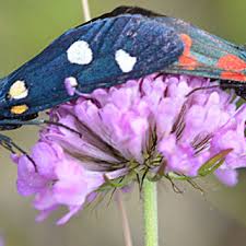 Attēlu rezultāti vaicājumam “Zygaena filipendulae exuvia”