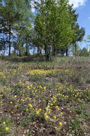 Attēlu rezultāti vaicājumam “Alyssum gmelinii”