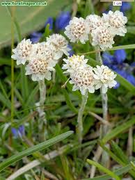 Attēlu rezultāti vaicājumam “Antennaria dioica male flower”