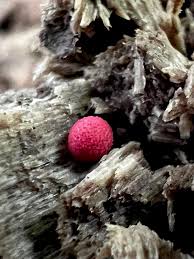 Attēlu rezultāti vaicājumam “Arcyria denudata spores”