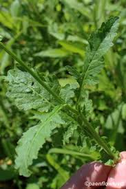 Attēlu rezultāti vaicājumam “Rorippa palustris leaf”