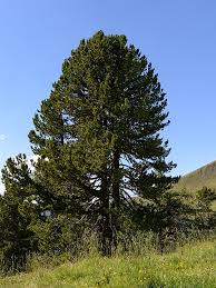 Attēlu rezultāti vaicājumam “Pinus cembra”