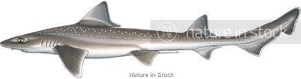 Image result for Squalus acanthias