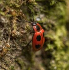 Attēlu rezultāti vaicājumam “Calvia decemguttata imago”