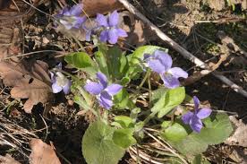 Attēlu rezultāti vaicājumam “Viola collina”