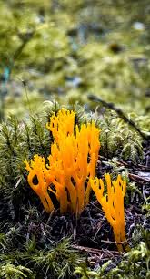 Attēlu rezultāti vaicājumam “Calocera pallidospathulata”