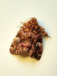 Attēlu rezultāti vaicājumam “Mollisia amenticola”