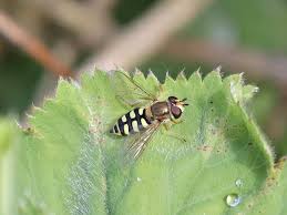 Attēlu rezultāti vaicājumam “Eupeodes nielseni”