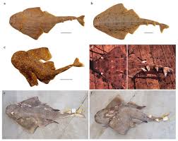 Image result for Squatina dumeril