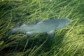 Image result for Carcharias taurus