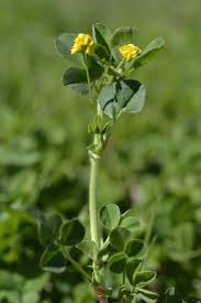 Attēlu rezultāti vaicājumam “Medicago lupulina”