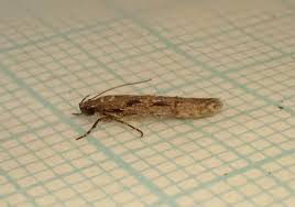 Attēlu rezultāti vaicājumam “Carpatolechia alburnella”